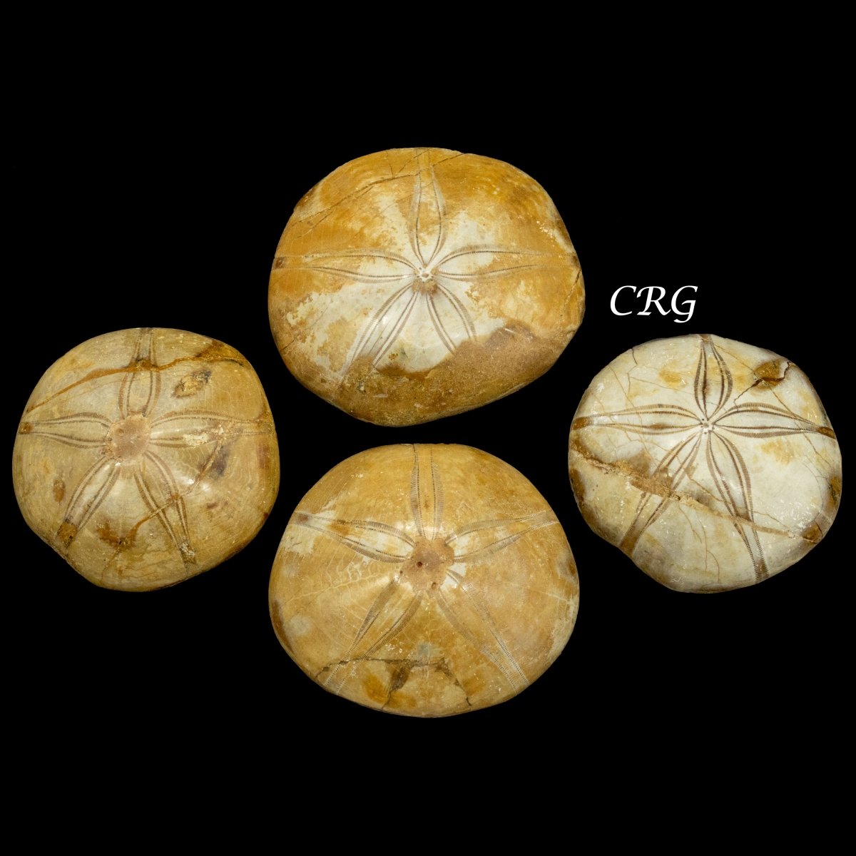 Sand Dollar Fossil 1 LB Crystal River Gems Sand Dollar Fossil 1 LB Crystal River Gems