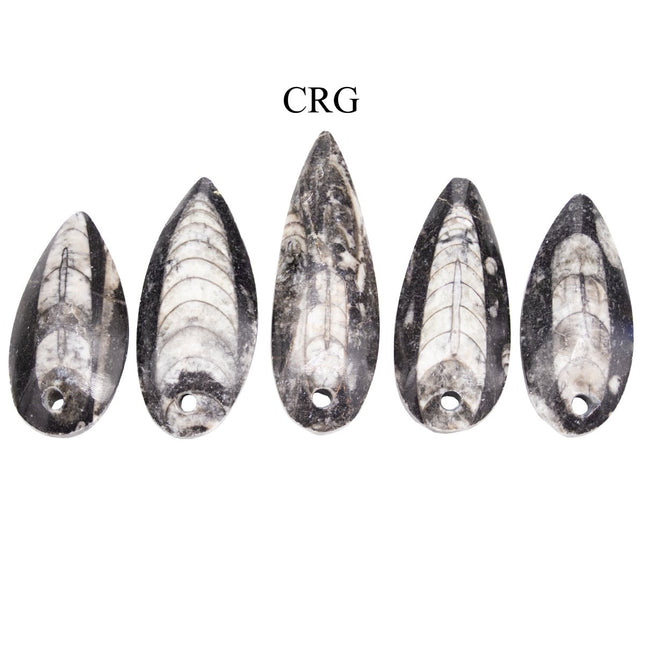 SET OF 10 - Polished Orthosceras Fossil Pendants / 1-4" AVG - Crystal River Gems