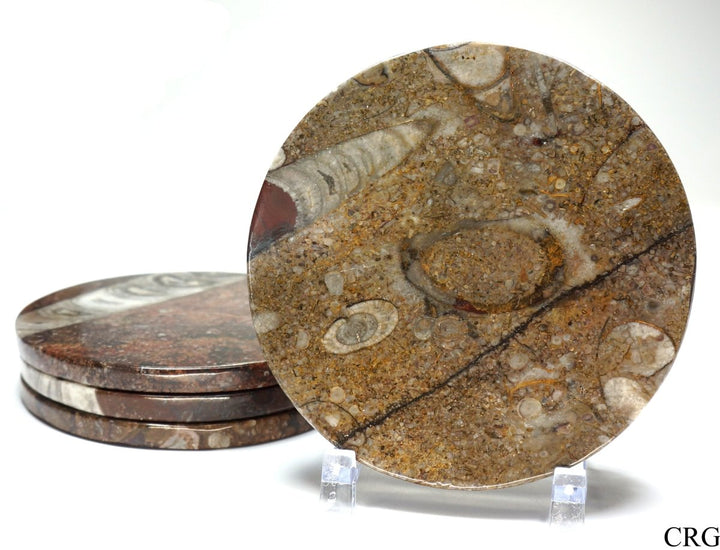 SET OF 4 - Ammonite Fossil Coaster / 3.5" - 4" Avg.Crystal River Gems