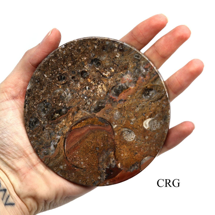 SET OF 4 - Brown Orthoceras and Ammonite Fossil Stone Coasters / 4" AVG