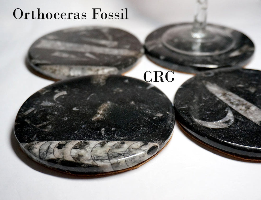 SET OF 4 - Orthoceras Fossil Coasters / 4" AVG